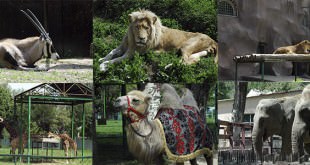 shapka zoo